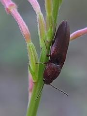 Melanotus clandestinus