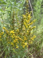 Solidago odora odora
