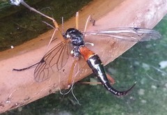 Tanyptera atrata