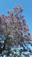 Jacaranda mimosifolia