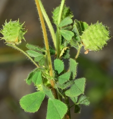 Medicago rigidula