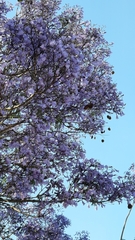 Jacaranda mimosifolia