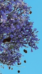 Jacaranda mimosifolia