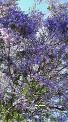 Jacaranda mimosifolia