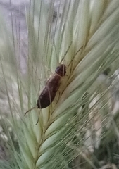 Forficula auricularia