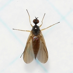 Ocydromiinae