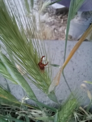 Forficula auricularia