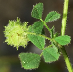 Medicago rigidula
