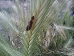 Forficula auricularia