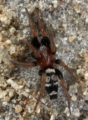 Poecilochroa variana