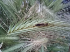 Forficula auricularia