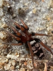 Poecilochroa variana