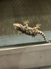 Tarentola mauritanica