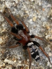 Poecilochroa variana