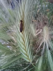 Forficula auricularia
