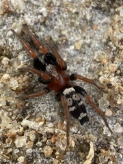 Poecilochroa variana