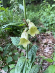 Digitalis grandiflora
