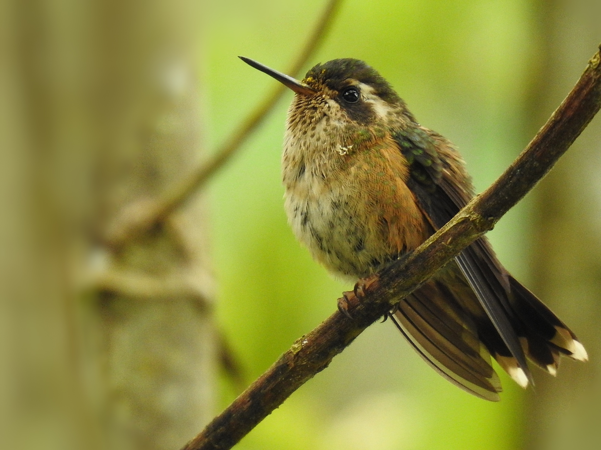 Speckled Hummingbird illustration