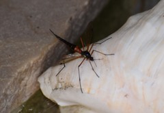 Tanyptera atrata