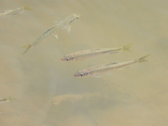 Opsariichthys evolans