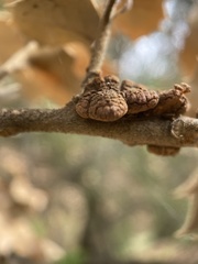 Disholandricus chrysolepidis