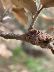 Disholandricus chrysolepidis
