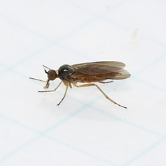 Ocydromiinae