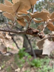 Disholandricus chrysolepidis