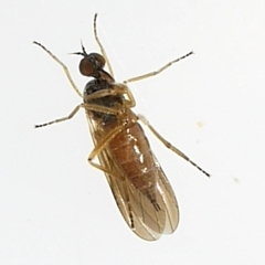 Ocydromiinae