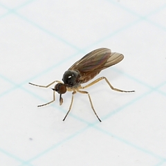 Ocydromiinae