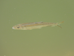 Opsariichthys bidens