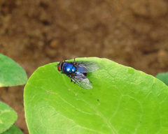 Calliphoridae