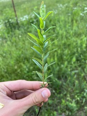Hypericum sphaerocarpum