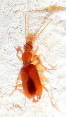 Pseudaptinus horni