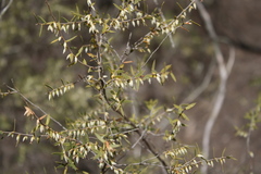 Styphelia biflora