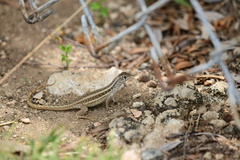 Leiocephalus raviceps