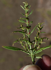 Ammannia multiflora