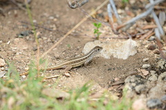 Leiocephalus raviceps