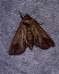 Mythimna albipuncta