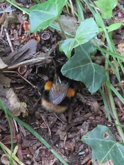 Bombus terrestris