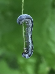 Monostegia abdominalis