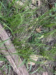 Carex occidentalis