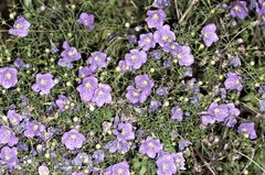 Nierembergia linariifolia