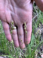 Carex occidentalis