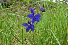 Delphinium decorum decorum