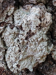 Pertusaria ostiolata
