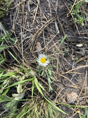 Erigeron flagellaris