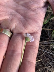 Erigeron flagellaris
