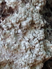Pertusaria ostiolata
