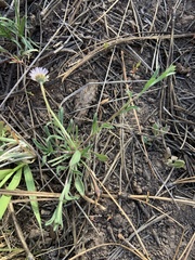 Erigeron flagellaris